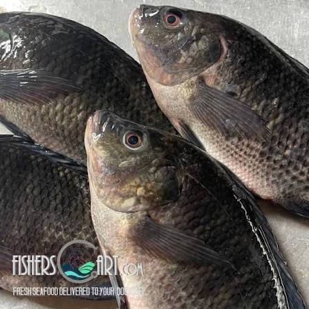 Fresh Tilapia 1kg
